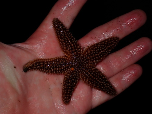 Forbes's Sea Star photographed in New Jersey