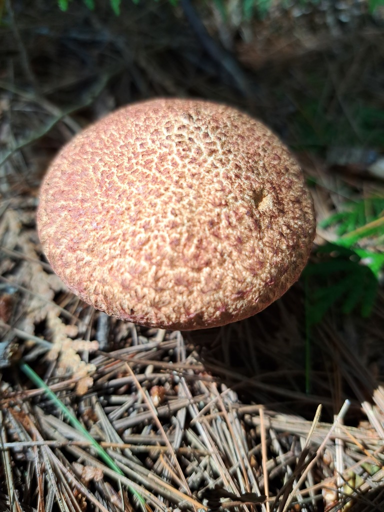 Painted Suillus from Hastings County, ON, Canada on August 19, 2023 at ...