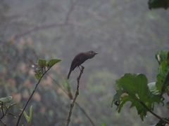 Myiotheretes fumigatus