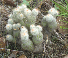 Echinocereus reichenbachii baileyi