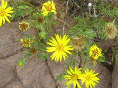 Heterotheca stenophylla