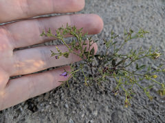 Fagonia laevis