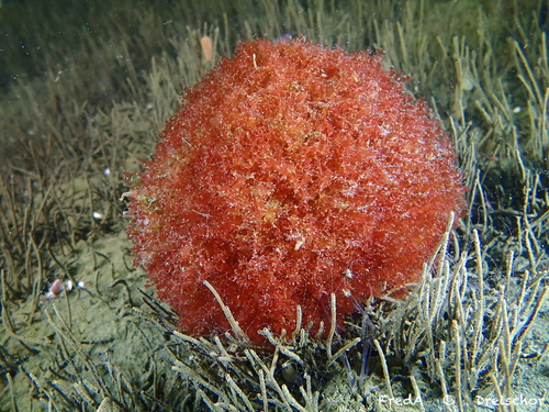 Representative image of Radicilingua