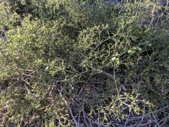 Fagonia laevis