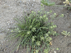 Lepidium lasiocarpum