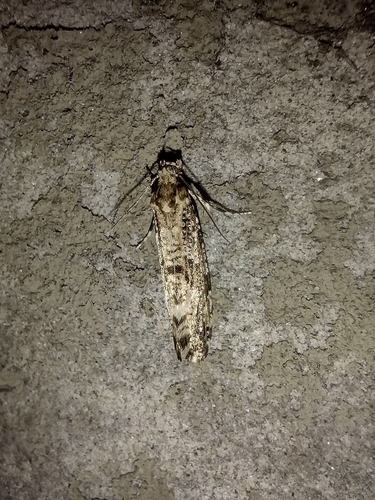 trúdnikovec menší (Morophaga choragella)