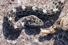 Crotalus aquilus