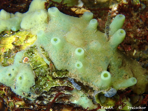 Bread-crumb Sponge, Zeeuwse meren, 158_13_400, NL, photo 8 of 10