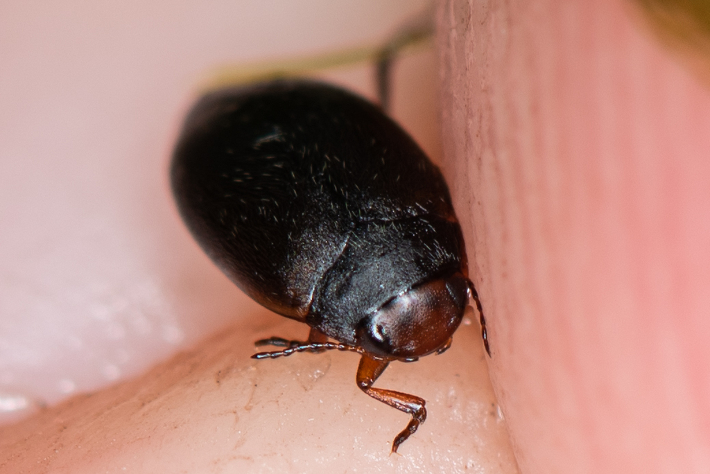 Hydroporus from Гатчинский рн, Ленинградская обл., Россия on August 25