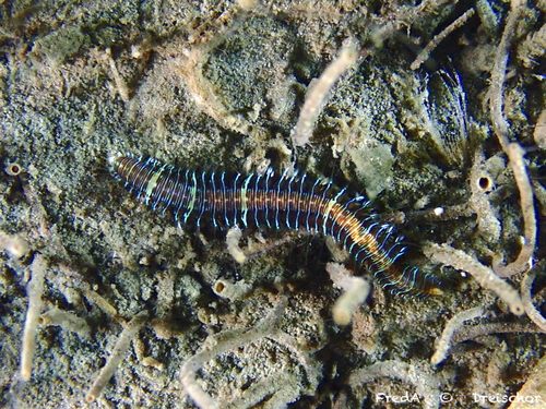 Neonworm, Zeeuwse meren, 158_13_400, NL, photo 10 of 10