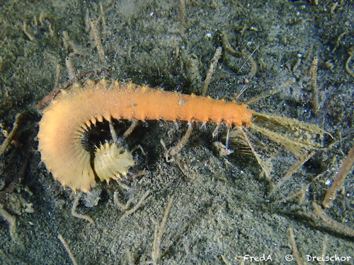 Pluimworm