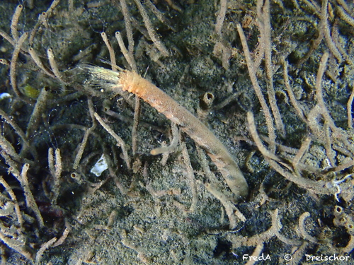 Pluimworm, Zeeuwse meren, 158_13_400, NL, photo 7 of 10