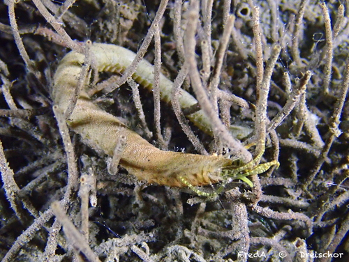 Pluimworm, Zeeuwse meren, 158_13_400, NL, photo 6 of 10