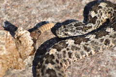 Crotalus aquilus