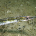 Lesser Pipefish - Photo (c) Frédéric ANDRE, some rights reserved (CC BY-NC), uploaded by Frédéric ANDRE