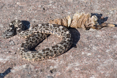 Crotalus aquilus