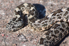 Crotalus aquilus