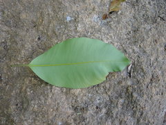Calophyllum brasiliense