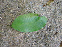 Calophyllum brasiliense