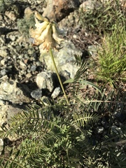 Astragalus curtipes