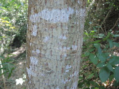 Calophyllum brasiliense