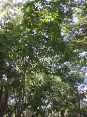 Calophyllum brasiliense