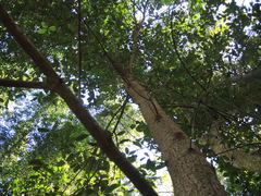 Calophyllum brasiliense