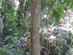 Calophyllum brasiliense