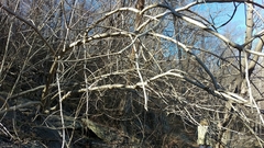 Chionanthus virginicus