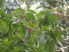 Bunchosia caroli