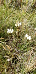 Gentianella montana montana