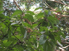 Bunchosia caroli