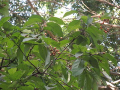 Bunchosia caroli