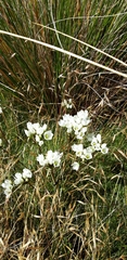 Gentianella montana montana