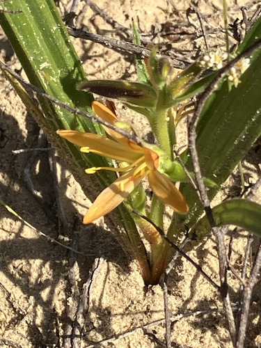 Wachendorfia multiflora (Wachendorfia multiflora)
