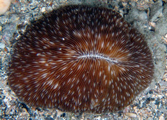 Lobactis scutaria