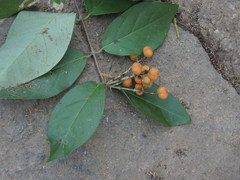 Bunchosia caroli