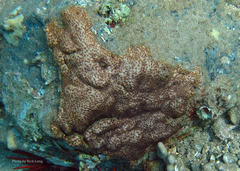 Leptastrea bewickensis