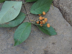 Bunchosia caroli