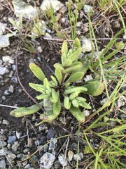 Dudleya blochmaniae blochmaniae