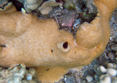Montipora capitata
