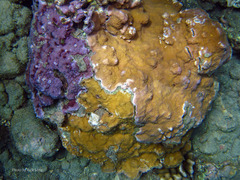 Montipora patula