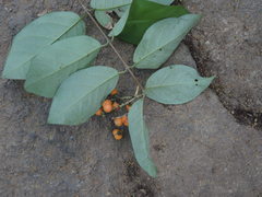 Bunchosia caroli