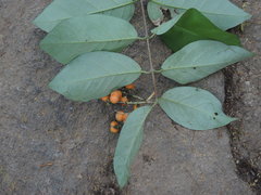 Bunchosia caroli