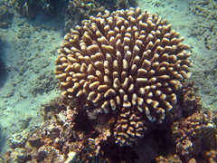Pocillopora grandis