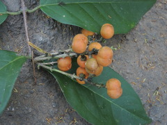 Bunchosia caroli