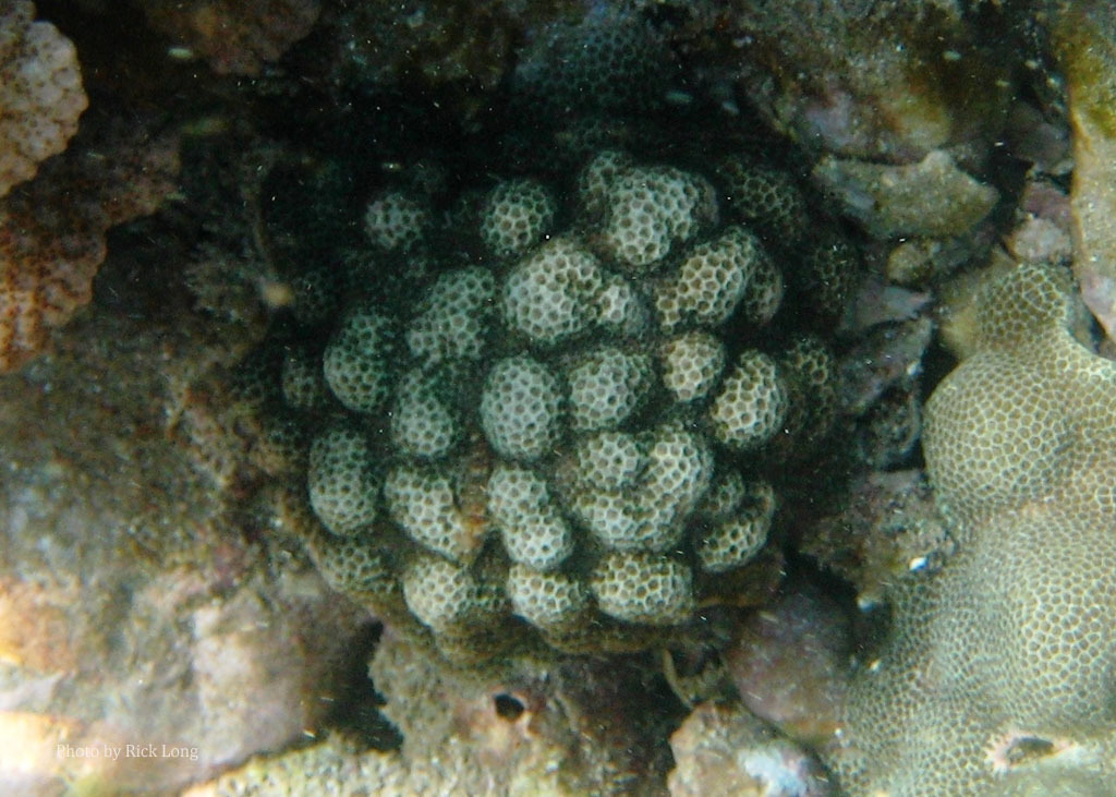 Porites brighami