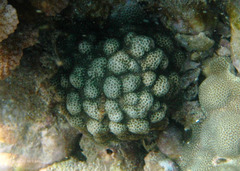 Porites brighami