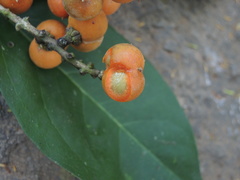 Bunchosia caroli
