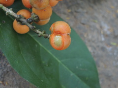 Bunchosia caroli